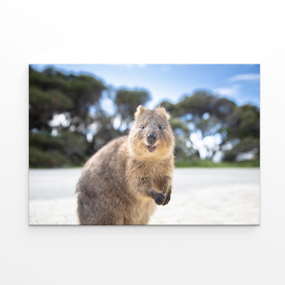 Rottnest Island Western Australia Quokka Wall Art Decor 100% Australian Made