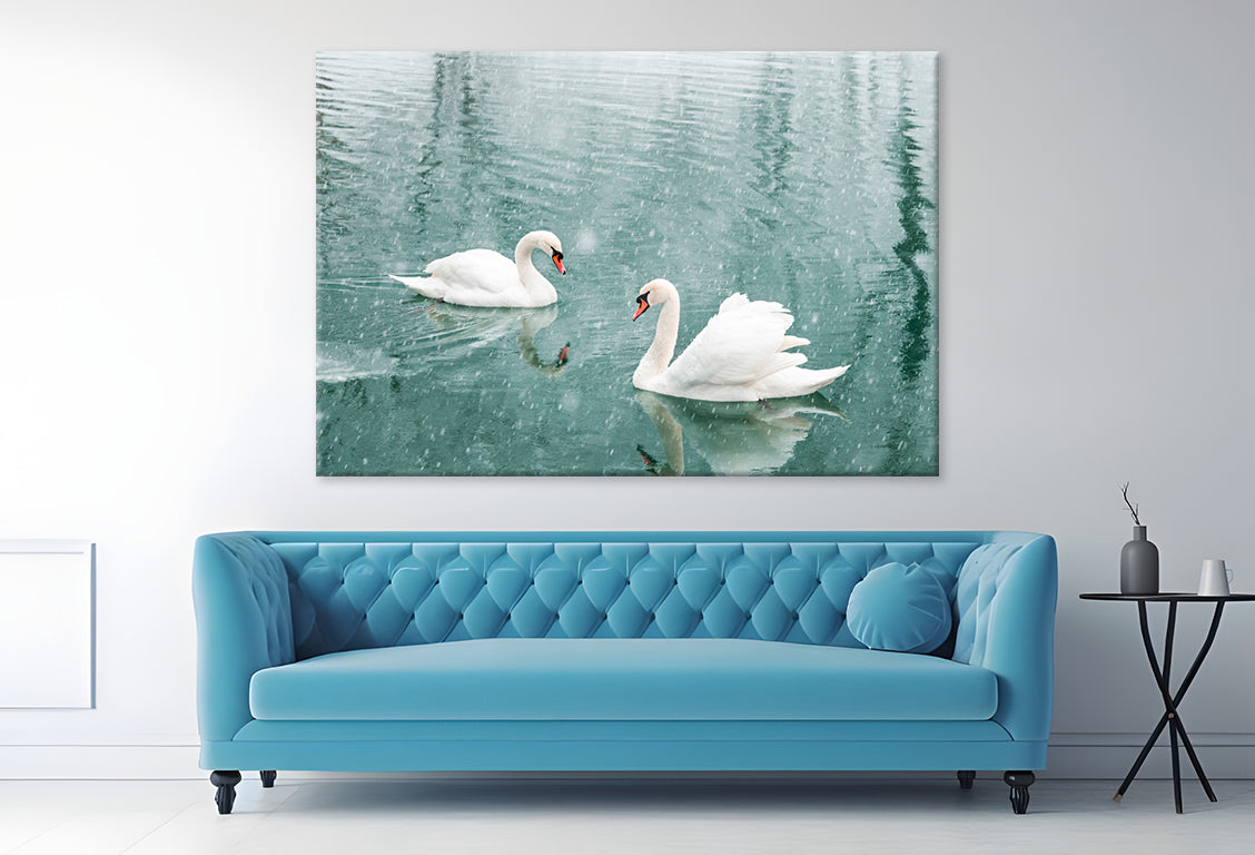 White Swans Swimming in Winter Wall Art Decor 100% Australian Made - Bella Home Decor