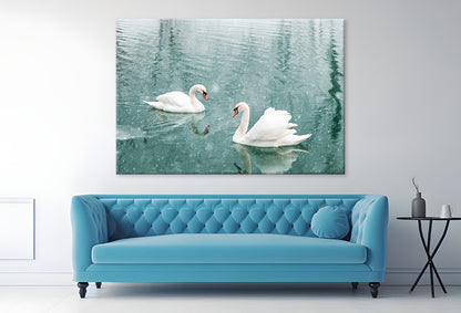 White Swans Swimming in Winter Wall Art Decor 100% Australian Made - Bella Home Decor