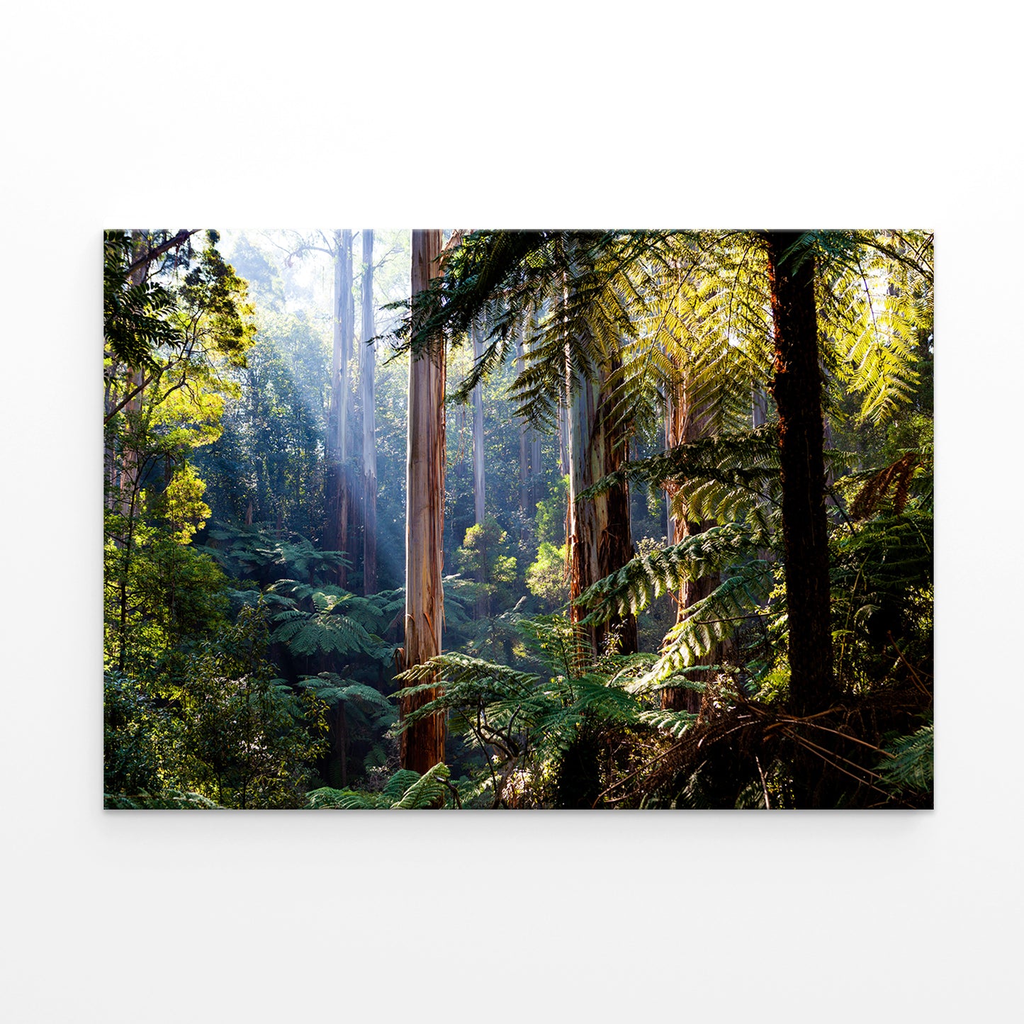 Daintree Rainforest Queensland Eucalyptus and Ferns Wall Art Decor 100% Australian Made