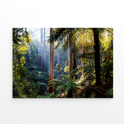 Daintree Rainforest Queensland Eucalyptus and Ferns Wall Art Decor 100% Australian Made
