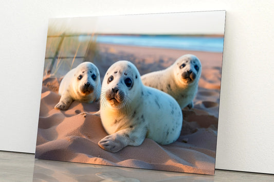 Harbour Seals Animal Resting on the Beach Acrylic Glass Print Tempered Glass Wall Art 100% Made in Australia Ready to Hang
