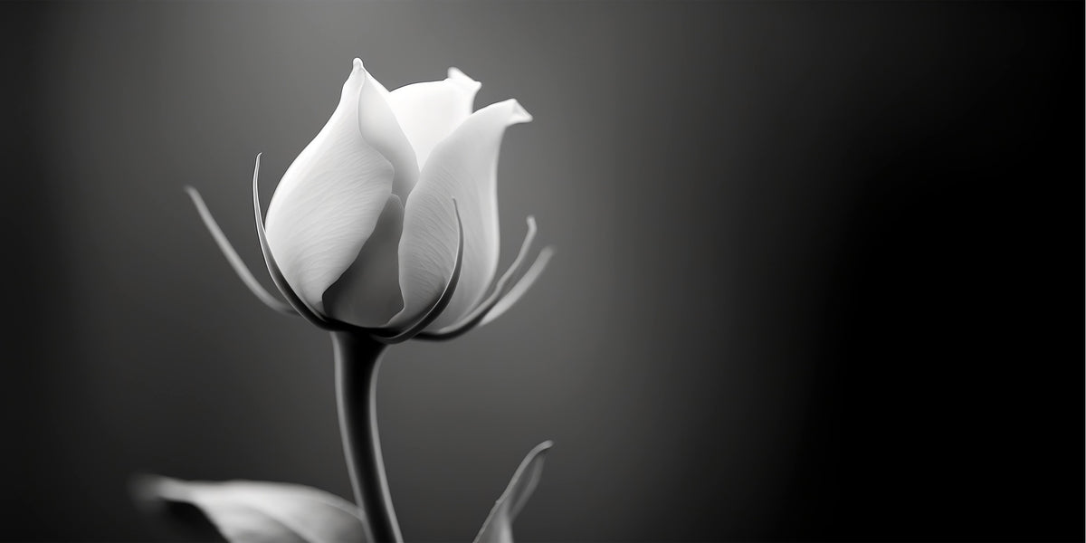 Minimalist Black White Rose Bud Wall Art Canvas Office Home Framed 120x60cm