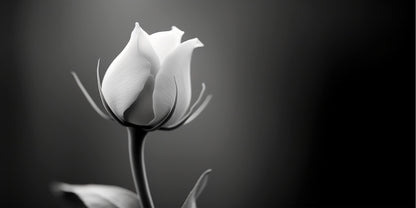 Minimalist Black White Rose Bud Wall Art Canvas Office Home Framed 120x60cm