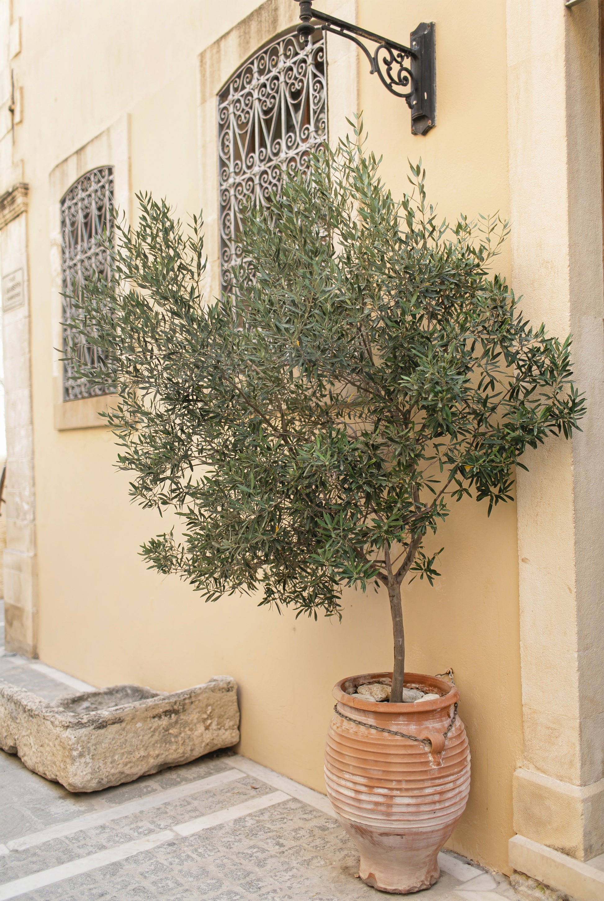Mediterranean Courtyard with a Potted Olive Tree Wall Art Decor 100% Australian Made - Bella Home Decor