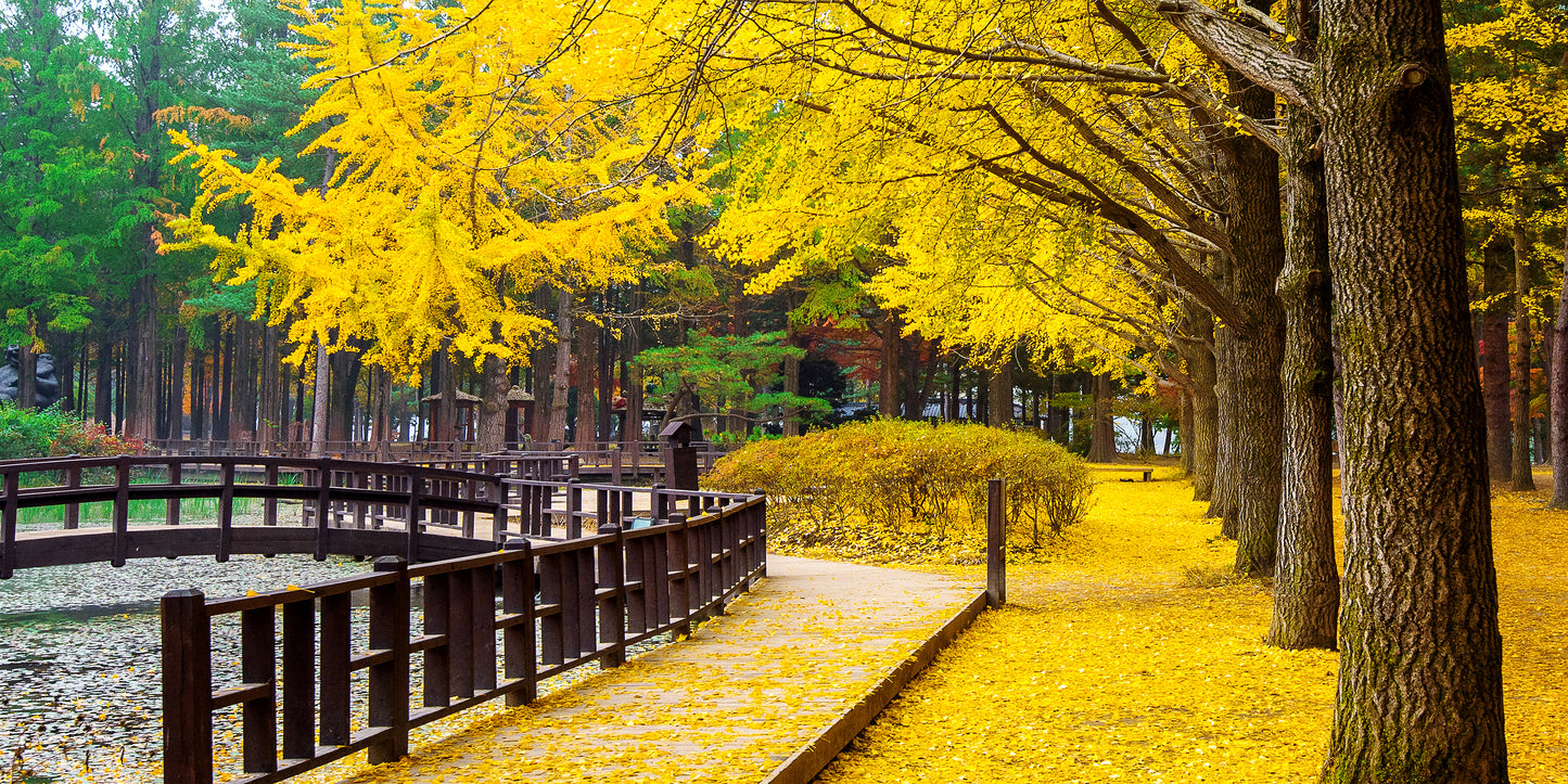 Autumn With Ginkgo Tree Nami Island Korea Wall Art Canvas Office Home Room Framed 120x60cm