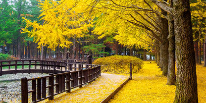 Autumn With Ginkgo Tree Nami Island Korea Wall Art Canvas Office Home Room Framed 120x60cm
