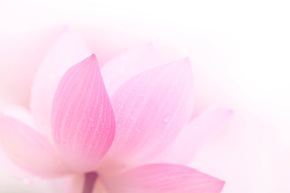 Closeup On Lotus Petal Home Decor Premium Quality Poster Print Choose Your Sizes