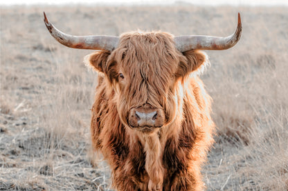 Neutral Toned Scottish Highland Cow with Long Shaggy Hair Wall Art Decor 100% Australian Made
