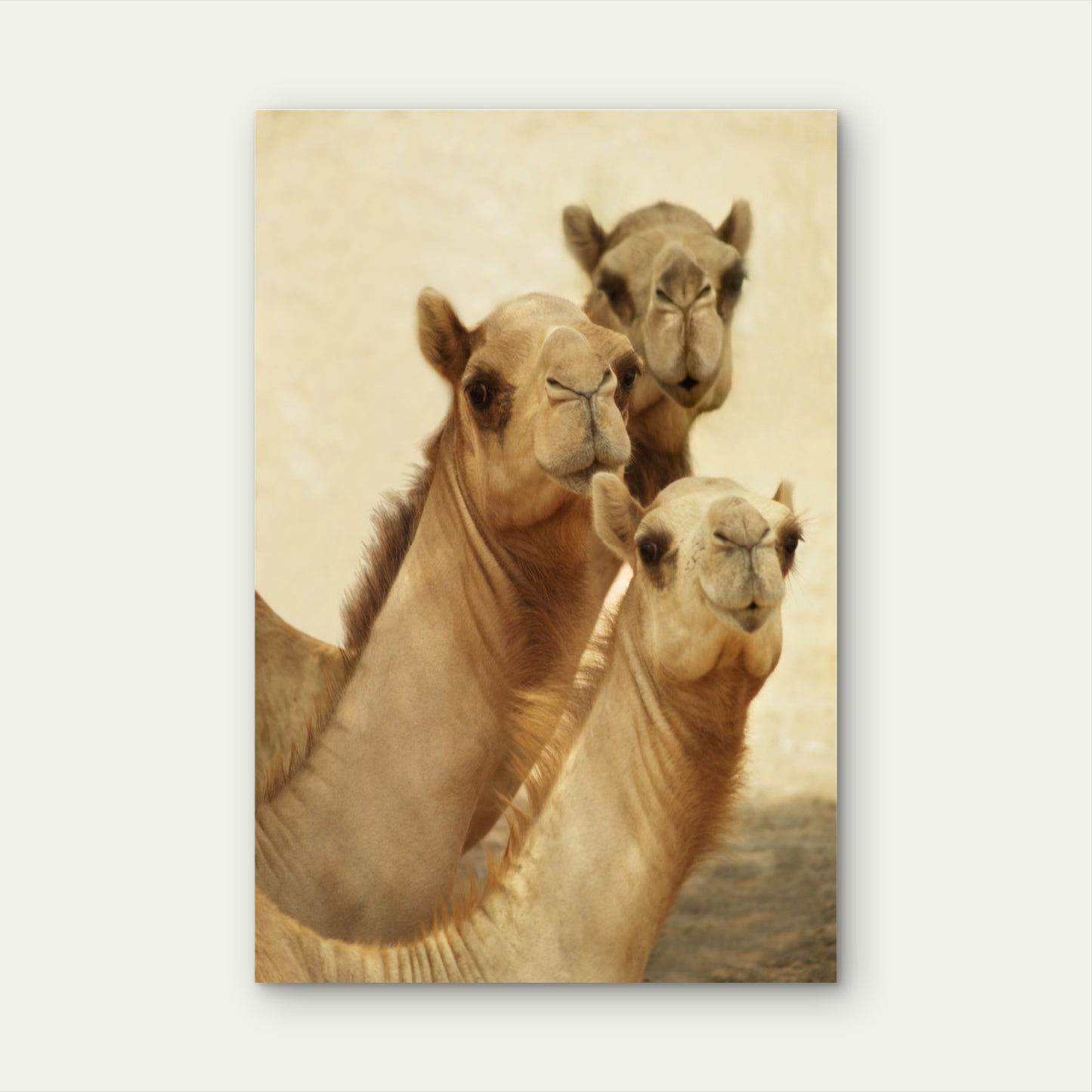 Group of Three Curious Camels 40x60cm Metal Print Ready to Hang