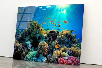 Beautiful Coral Reef and Mach Fish Acrylic Glass Print Tempered Glass Wall Art 100% Made in Australia Ready to Hang