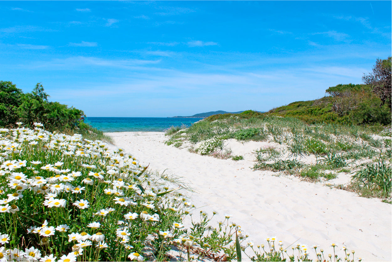 Pathway through the Sand Dunes Sardinia 90x60cm Print 100% Australian Made