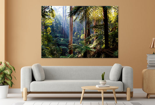 Daintree Rainforest Queensland Eucalyptus and Ferns Wall Art Decor 100% Australian Made
