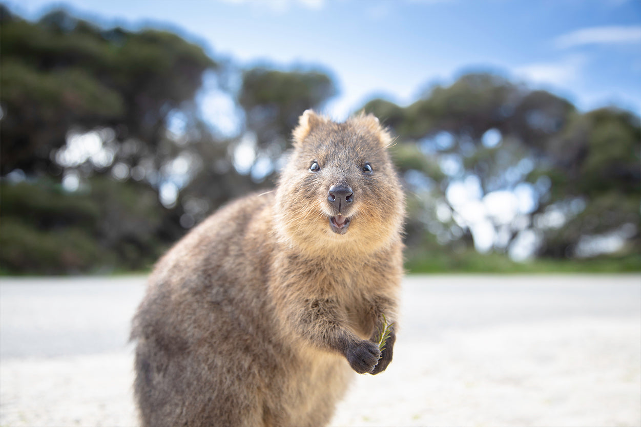 Rottnest Island Western Australia Quokka Wall Art Decor 100% Australian Made