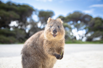 Rottnest Island Western Australia Quokka Wall Art Decor 100% Australian Made
