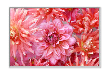 Pink Orange Chrysanthemum Dahlia Oil Painting Wall Art Limited Edition High Quality Print Canvas Box Framed White