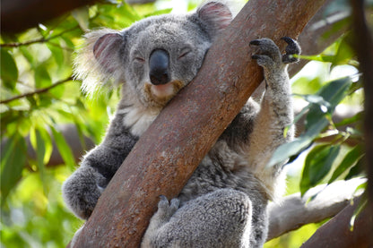 Koalas at Taronga Zoo Sydney Wall Art Decor 100% Australian Made