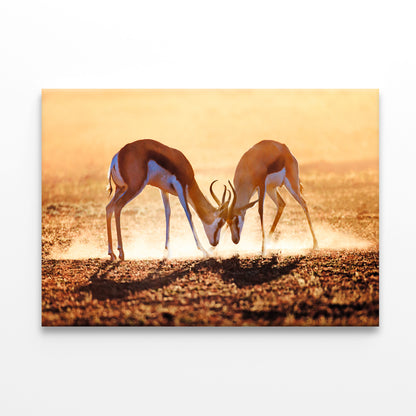 Springbok Duel in Dust, Kalahari Wall Art Decor 100% Australian Made - Bella Home Decor