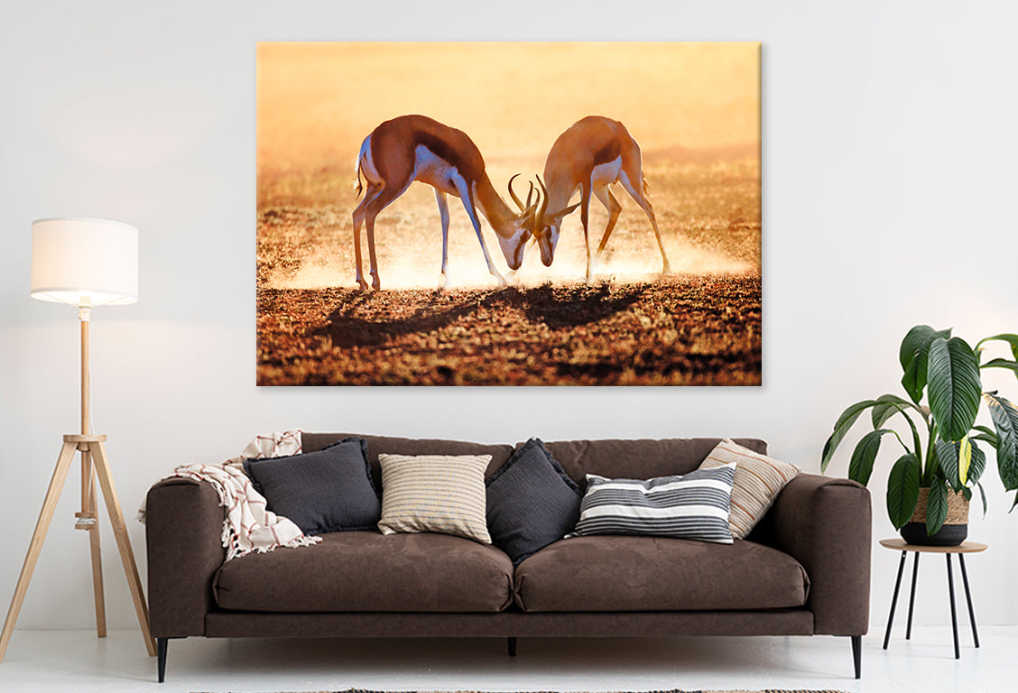 Springbok Duel in Dust, Kalahari Wall Art Decor 100% Australian Made - Bella Home Decor