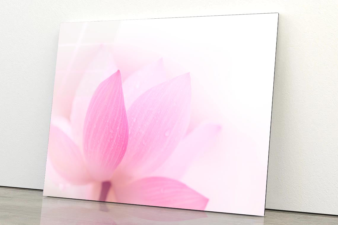 Closeup On Lotus Petal Acrylic Glass Print Tempered Glass Wall Art 100% Made in Australia Ready to Hang