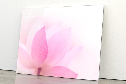 Closeup On Lotus Petal Acrylic Glass Print Tempered Glass Wall Art 100% Made in Australia Ready to Hang