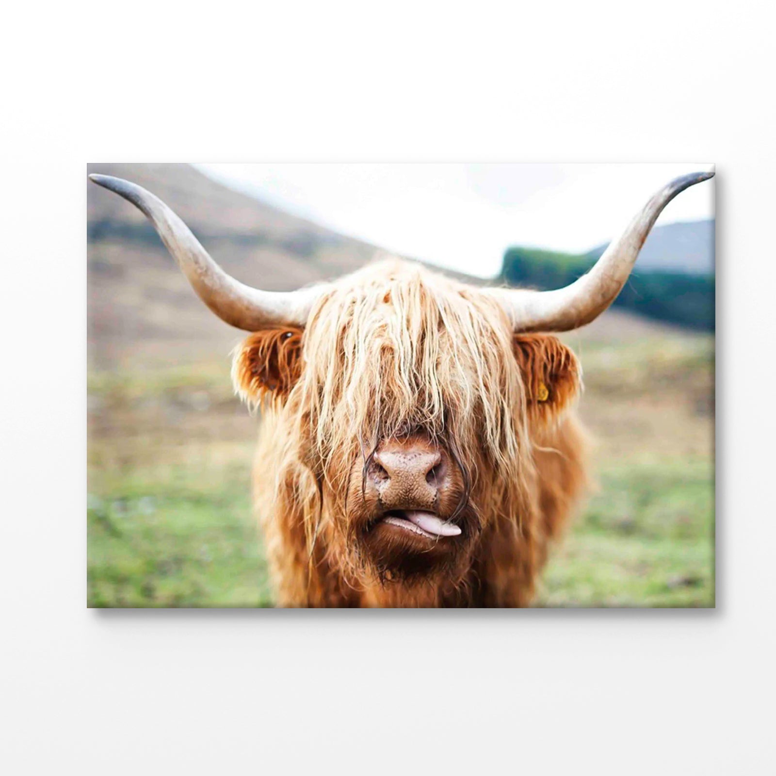 Bella Home Highland Cow Face Closeup Print Canvas Ready to hang