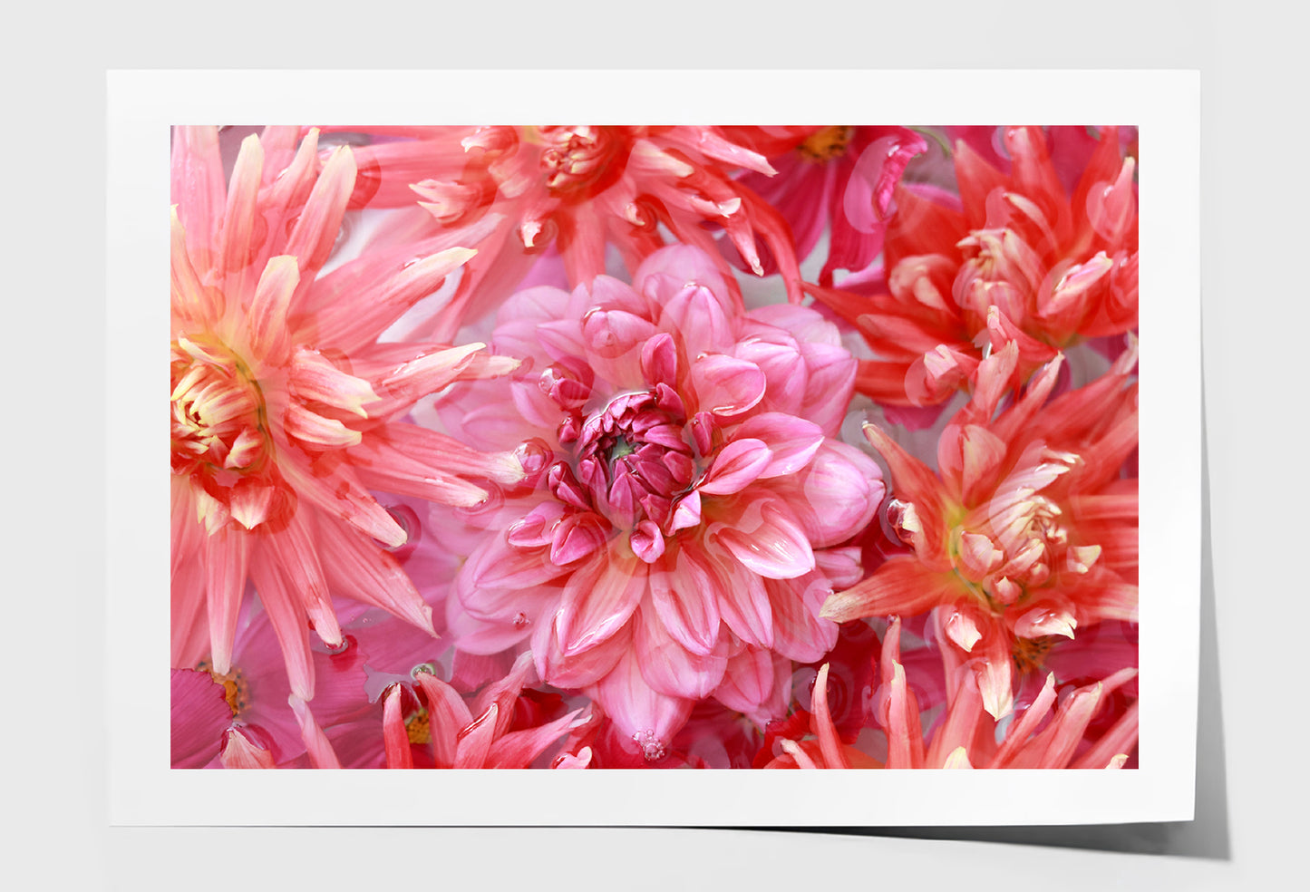 Pink Orange Chrysanthemum Dahlia Oil Painting Wall Art Limited Edition High Quality Print Unframed Roll Canvas None