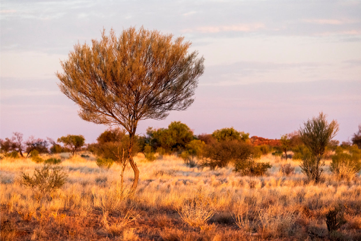 Mulga Tree at Sunset Australia Wall Art Decor 100% Australian Made