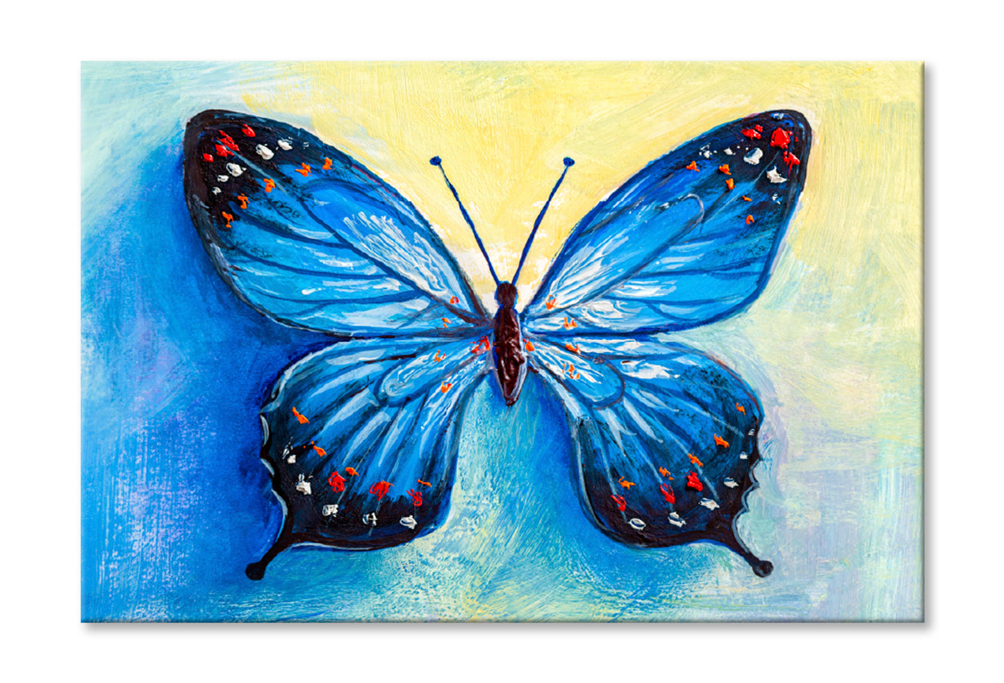 Oil Painting Of Blue Butterfly Limited Edition High Quality Print Stretched Canvas None