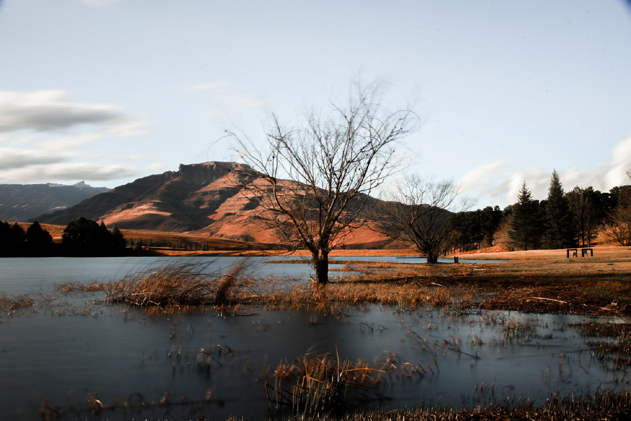 A Lake with a Tree with Mountains Home Decor Premium Quality Poster Print Choose Your Sizes