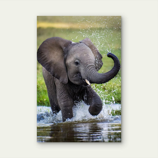 Baby Elephant Splashing Water Nature 40x60cm Metal Print Ready to Hang