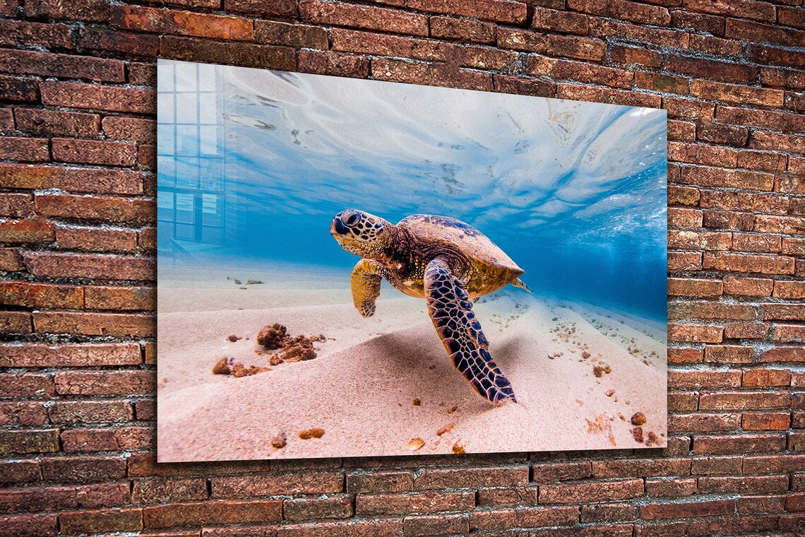 Sea Turtle View Ocean UV Direct Aluminum Print Australian Made Quality