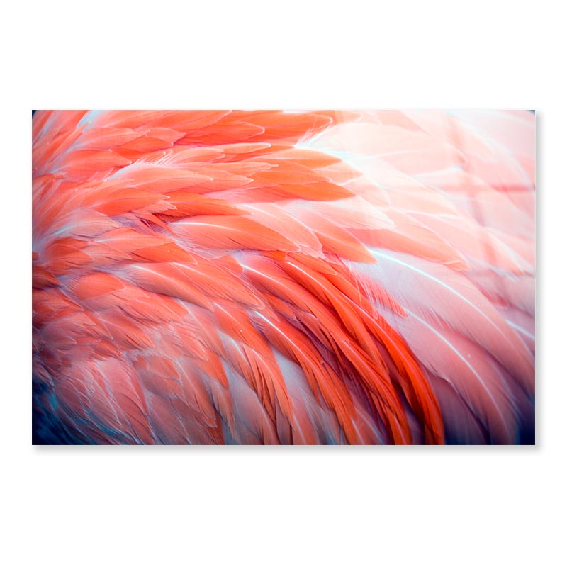 Close Up View of Pink Flamingo Feathers Acrylic Glass Print Tempered Glass Wall Art 100% Made in Australia Ready to Hang