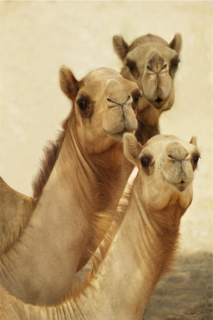 Group of Three Curious Camels 60x90cm Metal Print Ready to Hang