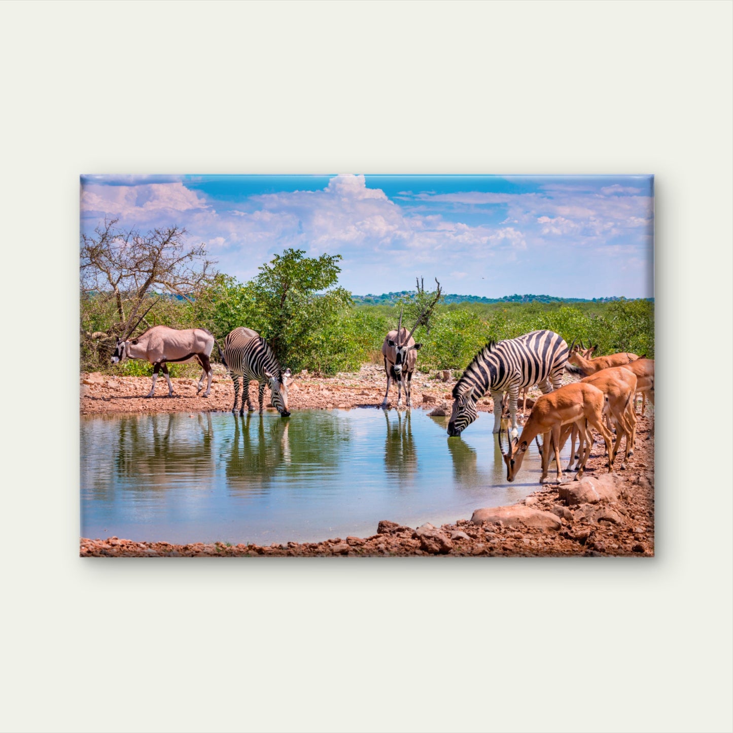 Zebras and Antelope at African Waterhole Wall Art Decor 100% Australian Made
