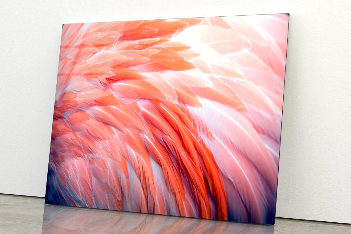 Close Up View of Pink Flamingo Feathers Acrylic Glass Print Tempered Glass Wall Art 100% Made in Australia Ready to Hang