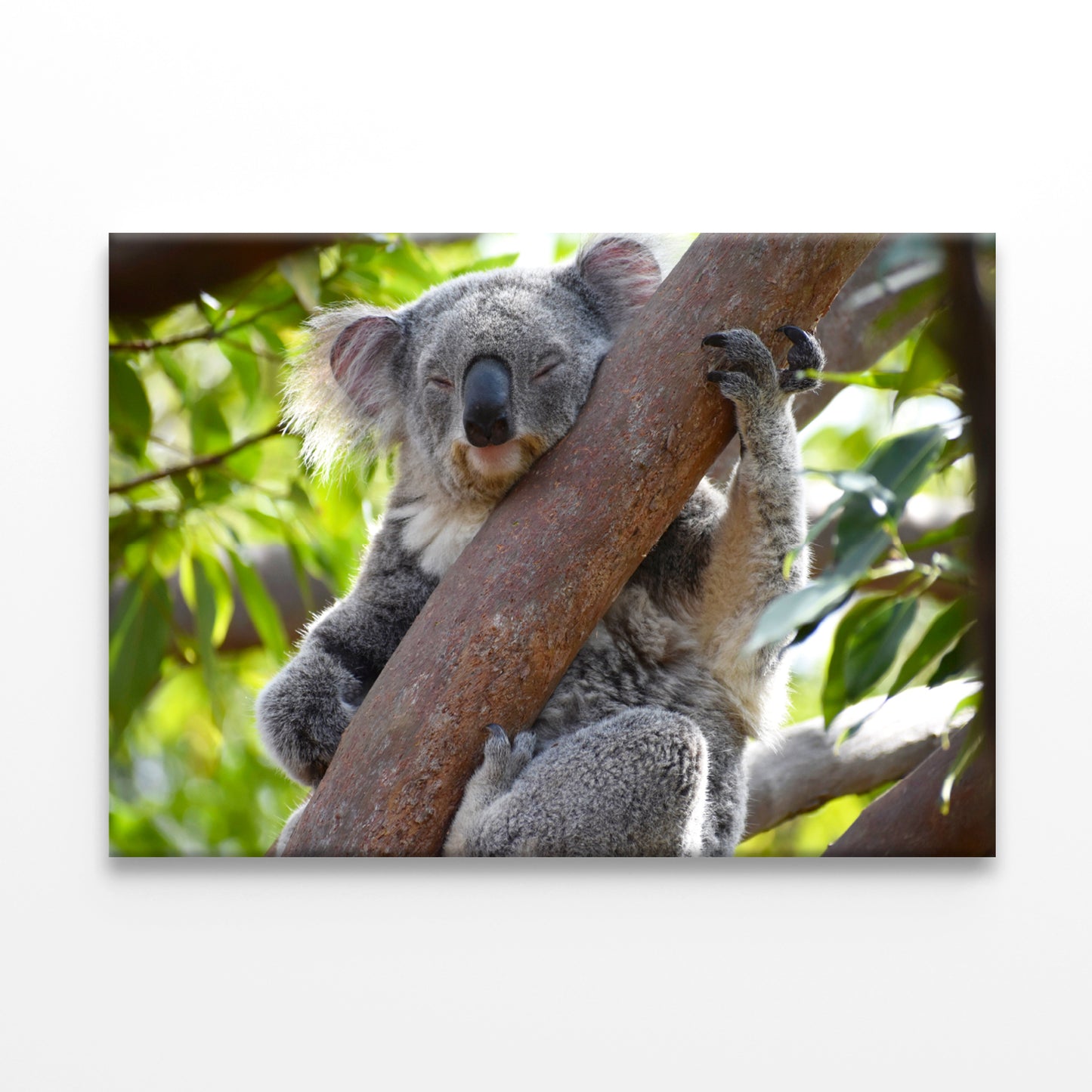 Koalas at Taronga Zoo Sydney Wall Art Decor 100% Australian Made
