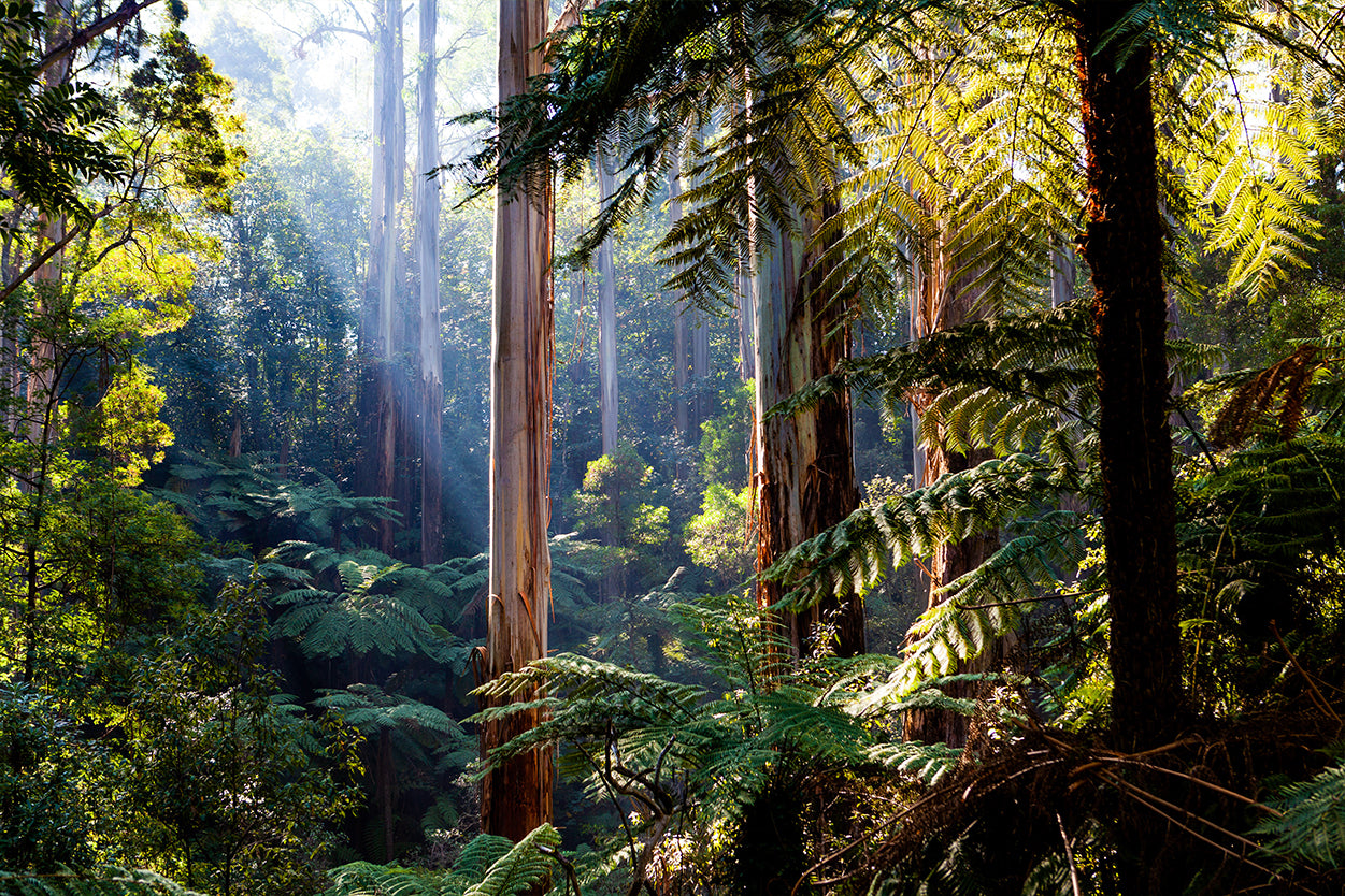 Daintree Rainforest Queensland Eucalyptus and Ferns Wall Art Decor 100% Australian Made