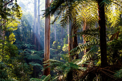 Daintree Rainforest Queensland Eucalyptus and Ferns Wall Art Decor 100% Australian Made