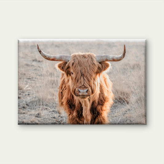Neutral Toned Scottish Highland Cow with Long Shaggy Hair Wall Art Decor 100% Australian Made