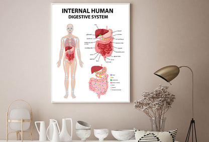 Internal Human Digestive System Diagram Home Decor Premium Quality Poster Print Choose Your Sizes