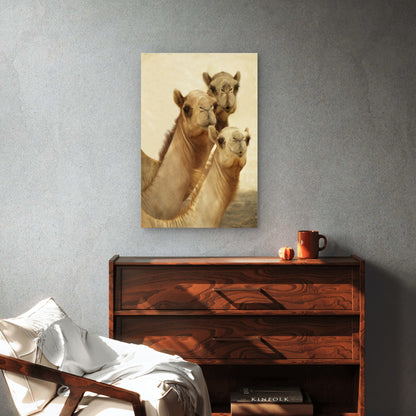 Group of Three Curious Camels 40x60cm Metal Print Ready to Hang