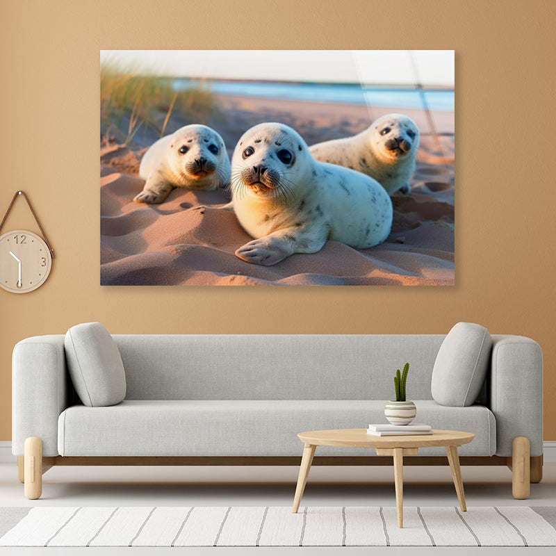 Harbour Seals Animal Resting on the Beach Acrylic Glass Print Tempered Glass Wall Art 100% Made in Australia Ready to Hang