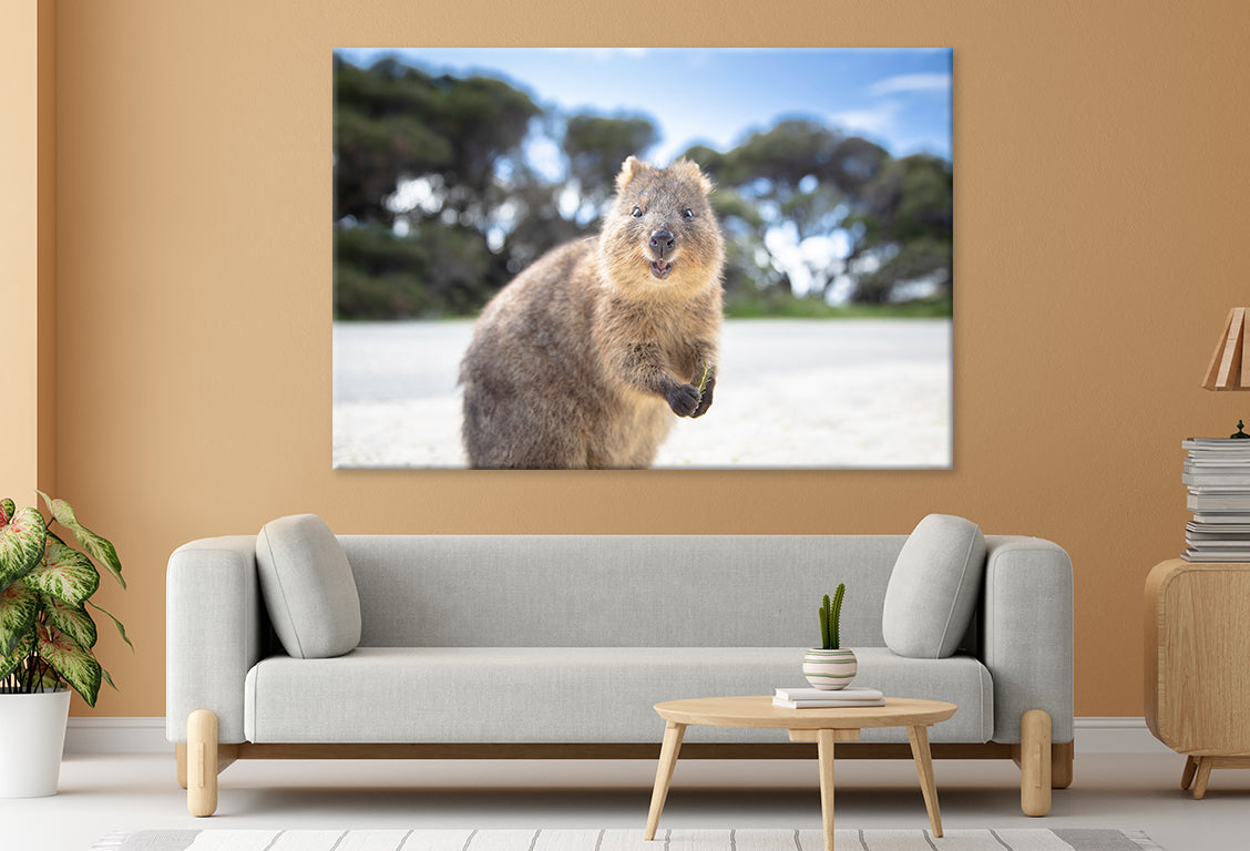 Rottnest Island Western Australia Quokka Wall Art Decor 100% Australian Made