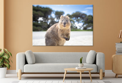 Rottnest Island Western Australia Quokka Wall Art Decor 100% Australian Made