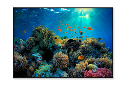 Beautiful Coral Reef and Mach Fish Home Decor Premium Quality Poster Print Choose Your Sizes