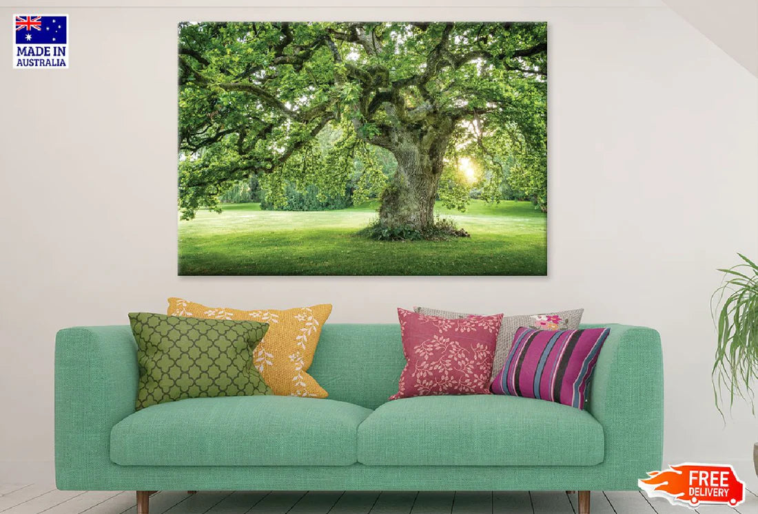 Old Big Green Tree on Garden View Photograph 90x60cm Print 100% Australian Made