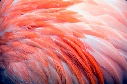 Close Up View of Pink Flamingo Feathers Wall Art Decor 100% Australian Made