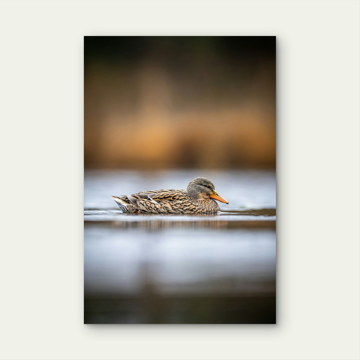 A Mallard Duck Swims Peacefully On The Water 60x90cm Metal Print Ready to Hang