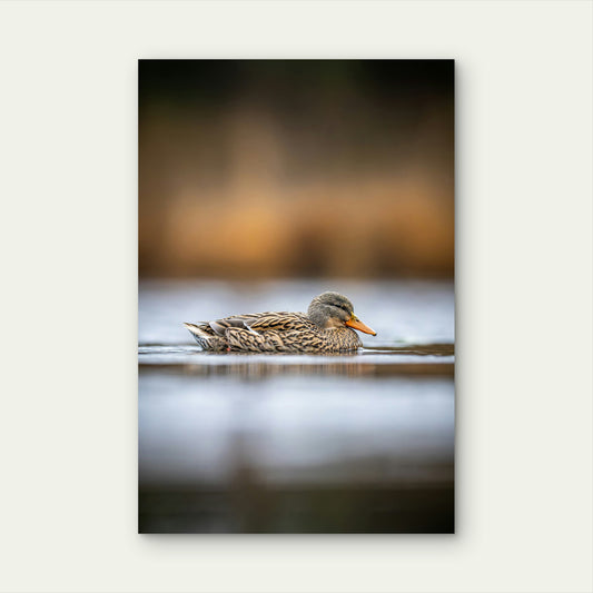 A Mallard Duck Swims Peacefully On The Water 60x90cm Metal Print Ready to Hang